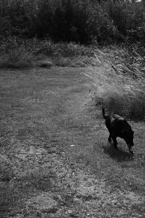Постер: Black Dog