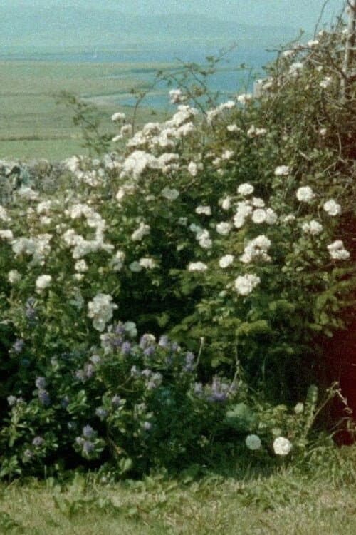 Постер: Glimpses from a Visit to Orkney in Summer 1995