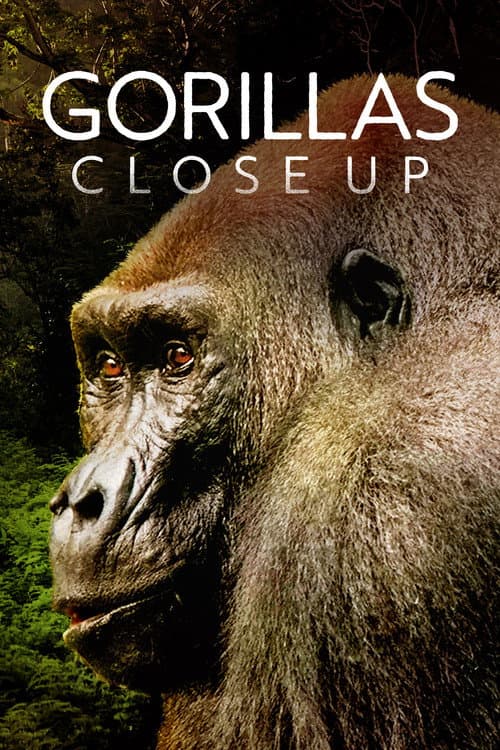 Постер: Gorillas Close Up