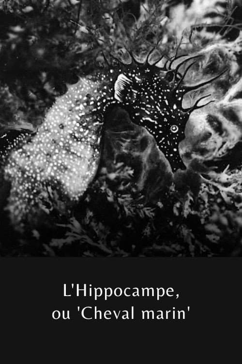 Постер: L'Hippocampe, ou 'Cheval marin'