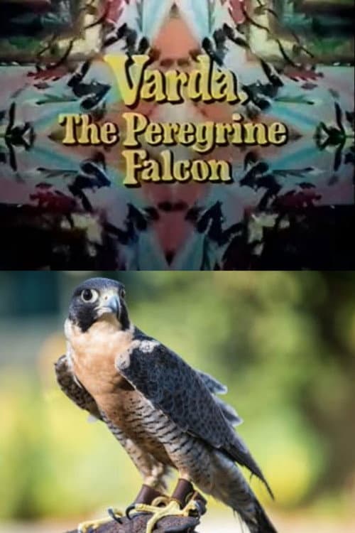 Постер: Varda, the Peregrine Falcon
