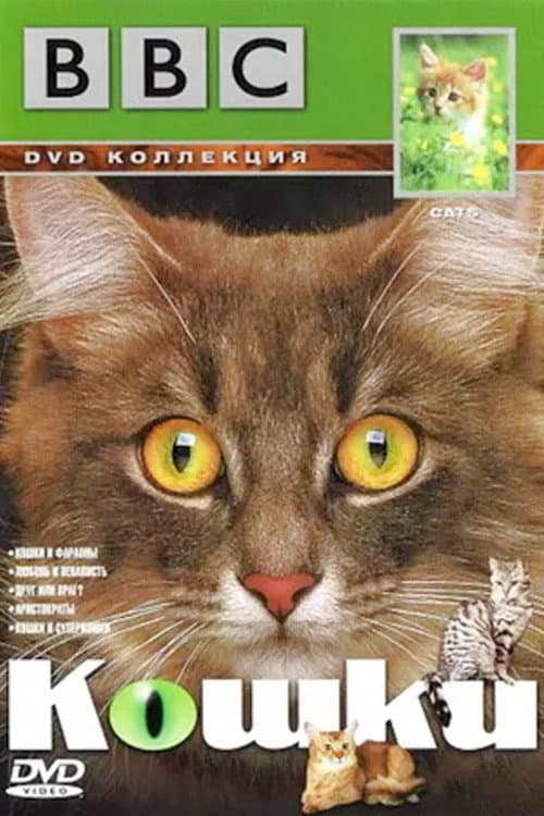 Постер: Cats