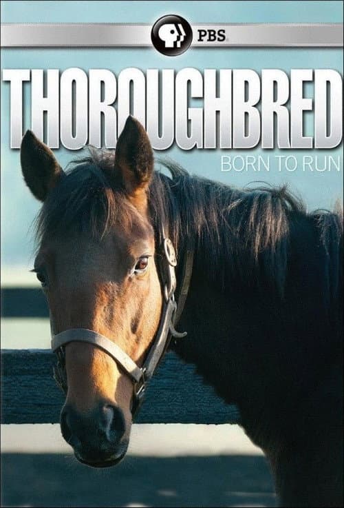 Постер: Thoroughbred: Born to Run