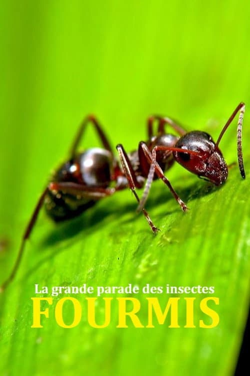 Постер: Fabulous Insects - Ants