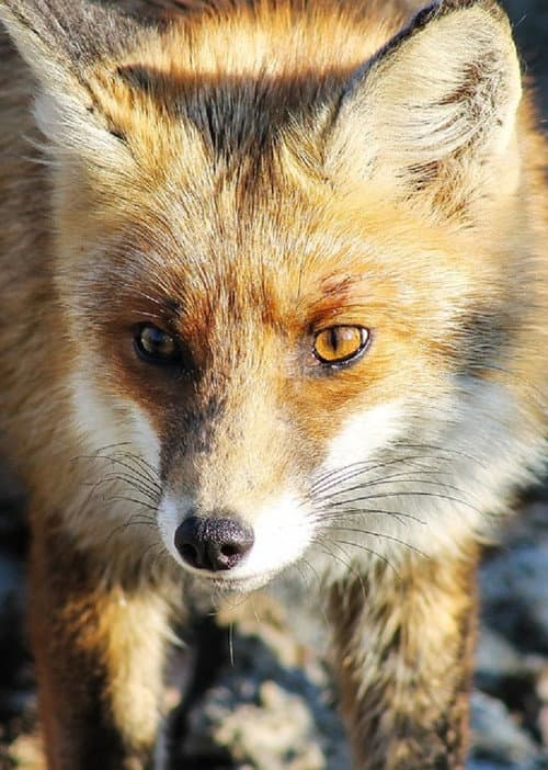 Постер: Stadt, Land, Fuchs!