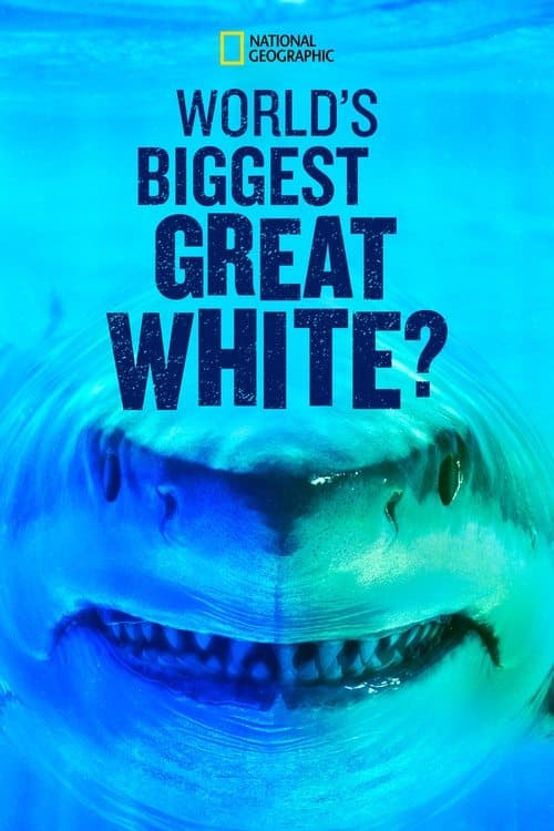 Постер: World's Biggest Great White?