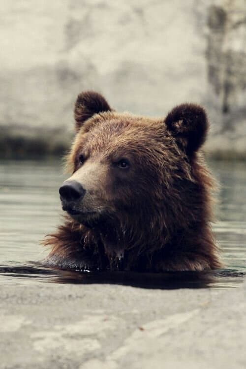 Постер: Seul au milieu des ours