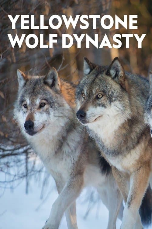 Постер: Yellowstone Wolf Dynasty