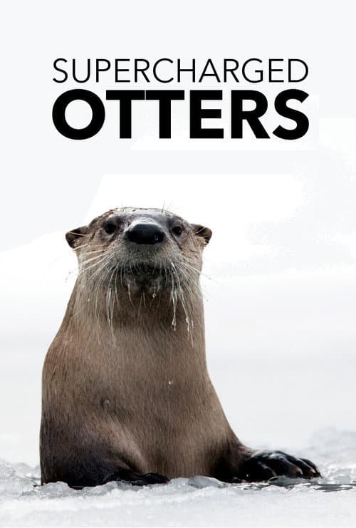 Постер: Supercharged Otters