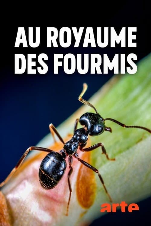 Постер: Au royaume des fourmis