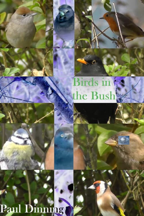 Постер: Birds in the Bush