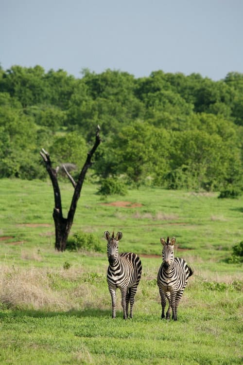 Постер: Amazing Wildlife of Botswana