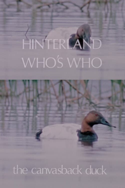 Постер: Hinterland Who's Who: The Canvasback Duck