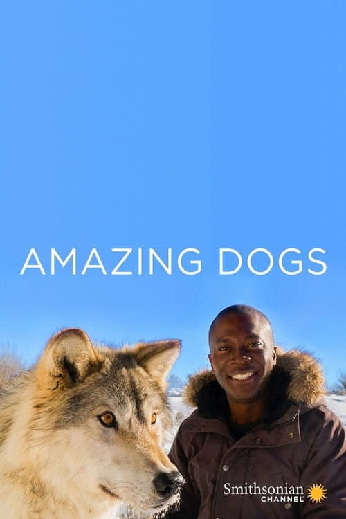 Постер: Amazing Dogs