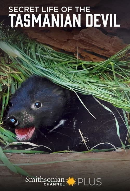 Постер: Secret Life Of The Tasmanian Devil