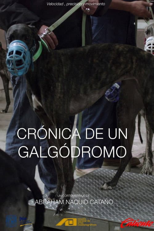 Постер: Crónica de un galgódromo