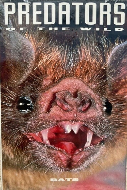 Постер: Predators of the Wild: Bats