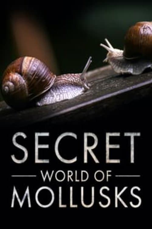 Постер: Secret World of Mollusks