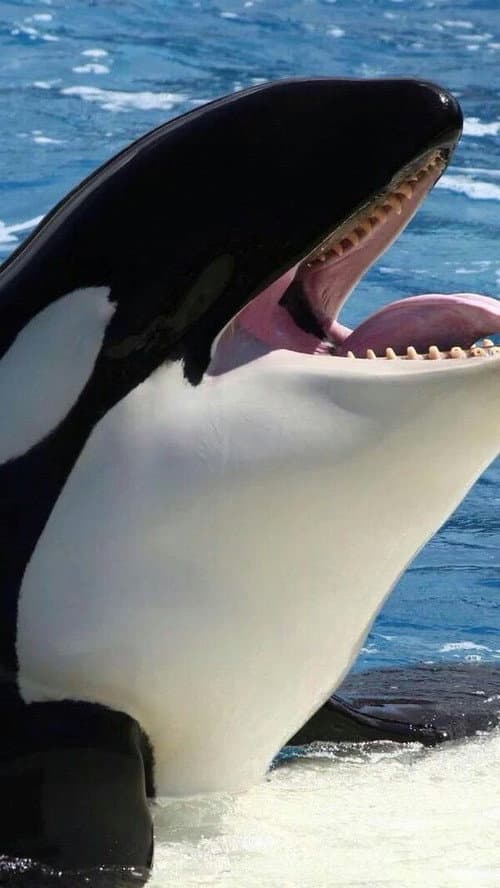 Постер: Orcas asesinas - Inteligencia al máximo