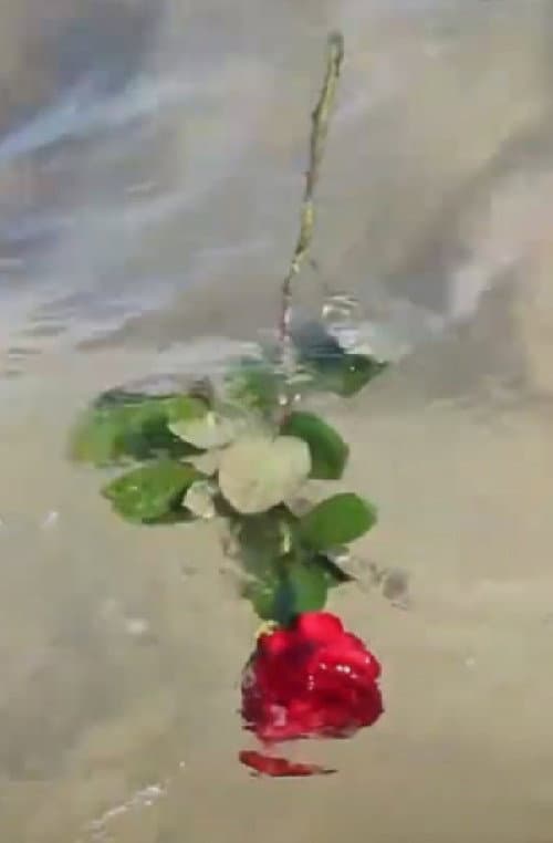 Постер: A Red, Red Rose