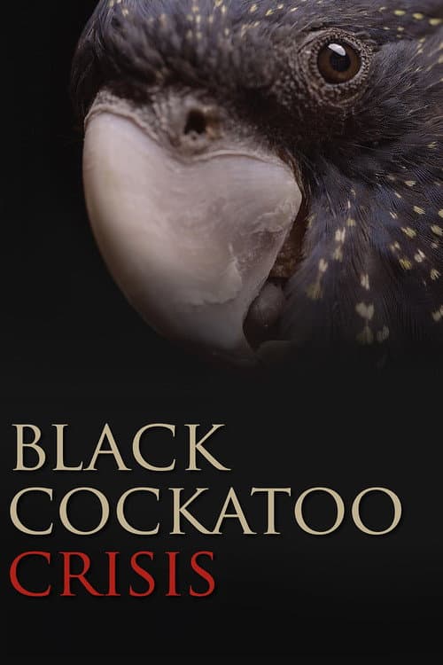 Постер: Black Cockatoo Crisis