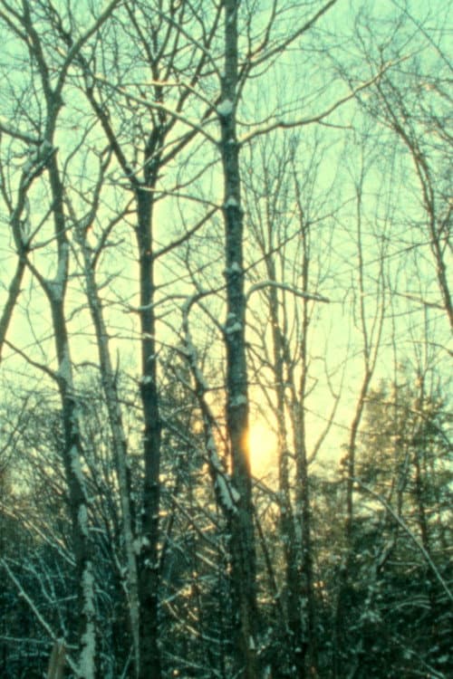 Постер: Winter Light