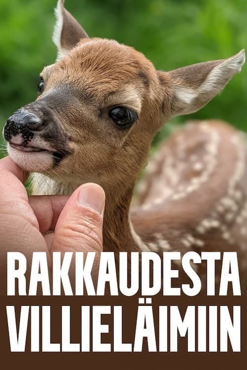 Постер: Rakkaudesta villieläimiin
