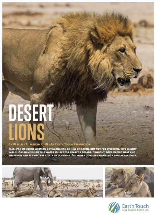 Постер: Desert Lions