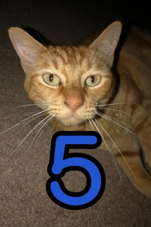 Постер: The Adventures of Murphy the Cat #5