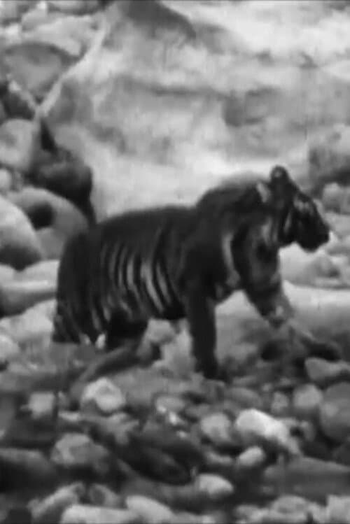 Постер: Wandering Tigers in North India