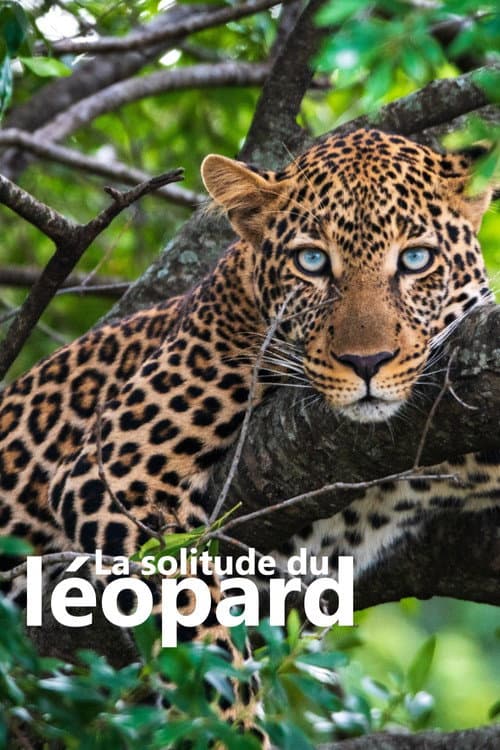 Постер: La solitude du léopard