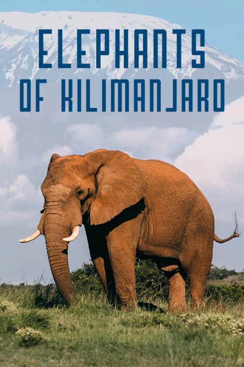 Постер: Elephants of Kilimanjaro