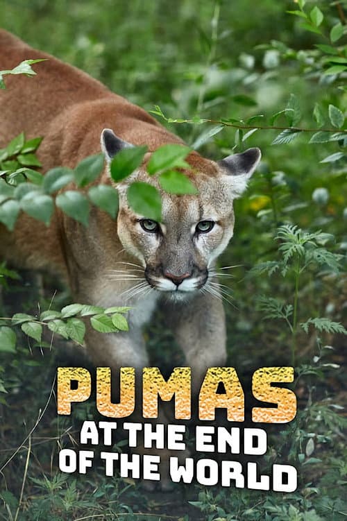 Постер: Pumas At The End of The World