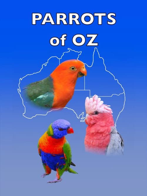 Постер: Parrots of Oz