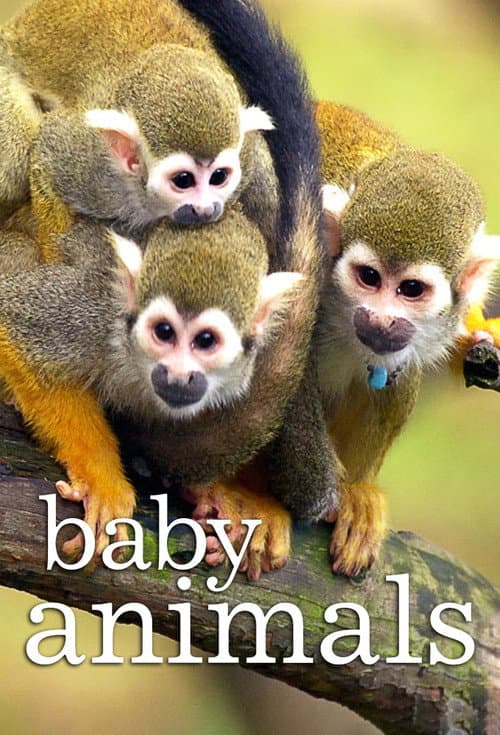 Постер: Baby Animals