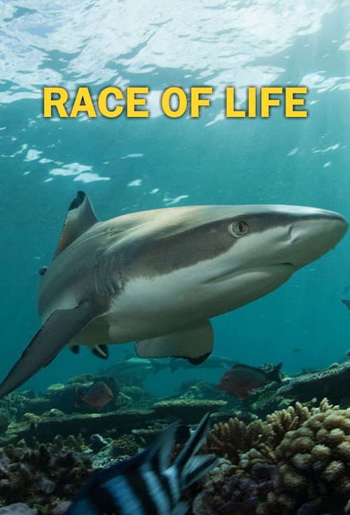 Постер: Race of life