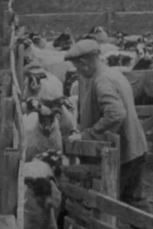 Постер: Blackfaced Sheep