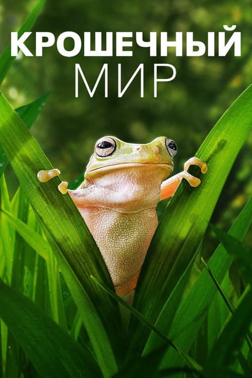 Постер: Крошечный мир