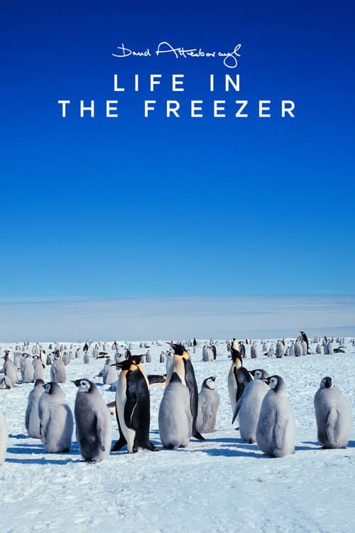 Постер: Life in the Freezer