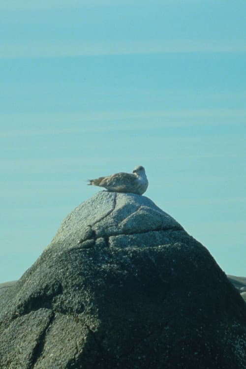 Постер: Tide Pools