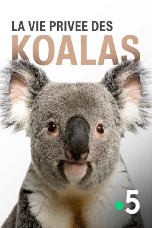 Постер: La vie privée des koalas
