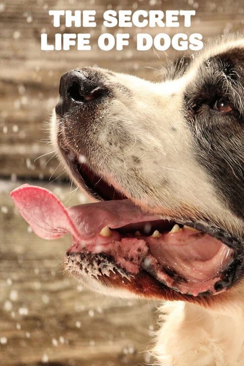 Постер: The Secret Life of Dogs