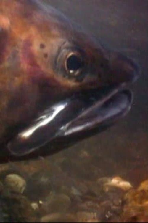 Постер: Cutthroats of Yellowstone